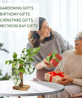 Colorful Glass Plant Terrarium Propagation Stations With Wooden Stand on table with two women exchanging gifts
