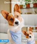 Dog captured by 2K Indoor Security Cam Bundle 4-Pack, 360-Degree Motion Detection For Pets And Baby, wearing a blue bandana.