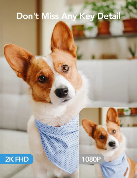Dog captured by 2K Indoor Security Cam Bundle 4-Pack, 360-Degree Motion Detection For Pets And Baby, wearing a blue bandana.