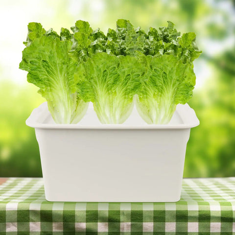 DIY Indoor Hydroponics Grow Kit With Self Watering System Includes Planting Box Buoy Air Pump Bubble Stone Planting Baskets And Sponges For Easy No Fuss Home Garden Setup with lettuce growing in a white box on a checkered tablecloth.