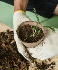 Gloved hands holding a sprouted plant in a 4-inch biodegradable seed starter pot with soil, 50 Pack 4 Inch Biodegradable Seed Starter Pots With Drainage Holes No Fuss For Indoor And Outdoor Gardening Perfect For Seed Germination Seedlings Vegetables Flowers And Herbs Eco Friendly Compostable Nursery Pots, visible soil on table.