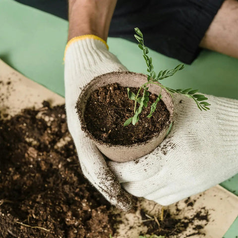 Gloved hands holding a sprouted plant in a 4-inch biodegradable seed starter pot with soil, 50 Pack 4 Inch Biodegradable Seed Starter Pots With Drainage Holes No Fuss For Indoor And Outdoor Gardening Perfect For Seed Germination Seedlings Vegetables Flowers And Herbs Eco Friendly Compostable Nursery Pots, visible soil on table.