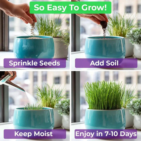 Step-by-step guide to growing Cat Grass Seeds And Catnip Seeds 3 Pack Kit For Indoor Cats, showing a blue pot with sprouting greens.