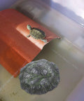 Top Shelf Floating Turtle Basking Platform With Smooth Stairs And Low Key Indestructible Resin Build Straight Up Perfect Chill Dock And Resting Rock For Small Tortoises And Reptile Tanks on water with a turtle.