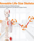 Full Size Posable Anatomy Skeleton With Muscles, Ligaments, and Joints for Study, 70.8 Inch Human Skeleton Model with Movable Arms