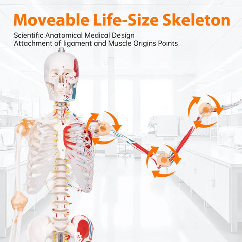 Full Size Posable Anatomy Skeleton With Muscles, Ligaments, and Joints for Study, 70.8 Inch Human Skeleton Model with Movable Arms