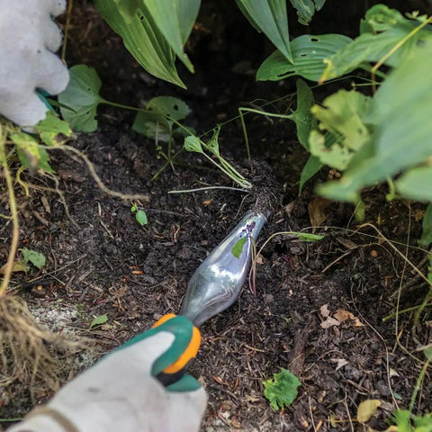Ergo Weeder Tool For Weeding, Heavy Duty Gardening Hand Tool With Ergonomic Handle removing weed from soil in garden.
