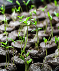Close-up of seedlings in 50 Pack 35mm Seed Starter Peat Pellets For Seedlings Easy Transplanting Garden Soil Pods