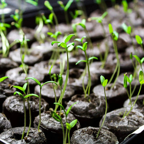 Close-up of seedlings in 50 Pack 35mm Seed Starter Peat Pellets For Seedlings Easy Transplanting Garden Soil Pods
