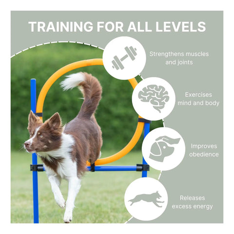 Dog jumping through Dog Agility Ring Jump 22 Inch Diameter For Training And Fun At Home Portable Pro Grade Gear