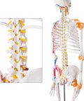 Life Size Human Skeleton Model With Spinal Nerves, Muscle Insertion And Origin Points, Removable Calvarium And Legs, Detailed Joint Ligaments, Great For Anatomy Labs And Medical Education, Hands On Rolling Stand Included showing back view and spinal detail.