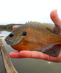 Person holding a large panfish by a lake, showcasing the catch in hand against a scenic water and shoreline background.