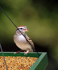 Sparrow perched on a Hanging Bird Feeder Tray Outdoor Garden Platform Wooden Seed Tray With Mesh Feeding Surface For Yard