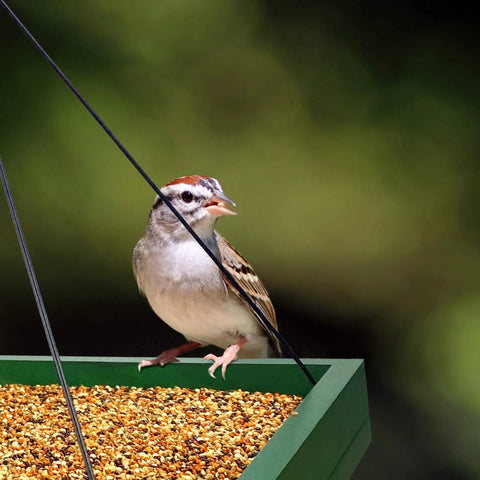 Sparrow perched on a Hanging Bird Feeder Tray Outdoor Garden Platform Wooden Seed Tray With Mesh Feeding Surface For Yard
