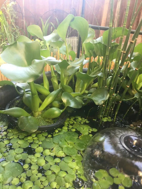 8 Inch Round Water Garden Aquatic Mesh Pond Plant Basket Two Pack Value Slotted Planter Pots For Lily Flowers And Aquatic Plants Perfect For Aquaponics And Hydroponics Black in pond with water plants