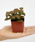 Live Indoor Houseplants Set Of Twelve In Two Inch Pots With Potting Soil Mix Includes Pothos Peperomia Spider Plant Croton Ficus Syngonium Begonia And More Ideal Gift For Home Decor And Small Space Gardens, a mini plant in a red pot on hand