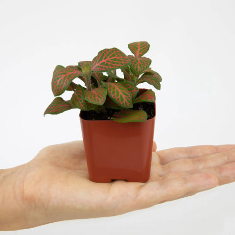 Live Indoor Houseplants Set Of Twelve In Two Inch Pots With Potting Soil Mix Includes Pothos Peperomia Spider Plant Croton Ficus Syngonium Begonia And More Ideal Gift For Home Decor And Small Space Gardens, a mini plant in a red pot on hand