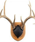Antler Display Kit In Solid Cherry Wood For Whitetail And Mule Deer, Includes Hardware, Instructions, And Easy Assembly, Made In Wisconsin USA