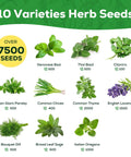 10 Herb Seeds Variety Pack With Over 7000 Heirloom Non GMO Seeds including basil, cilantro, lavender, thyme, shown with seed counts.