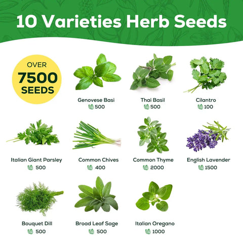 10 Herb Seeds Variety Pack With Over 7000 Heirloom Non GMO Seeds including basil, cilantro, lavender, thyme, shown with seed counts.