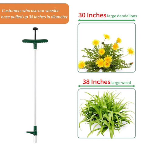 Stand Up Weeder And Weed Remover Tool With 39 Inch Handle, 3-Claw Manual Weeder beside images of weeds and sizes