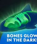Glow In The Dark Great White Shark Anatomy Kit With 12 Bones And Organs showing glowing bones in dark environmental setting.