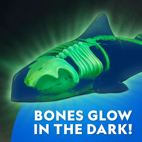 Glow In The Dark Great White Shark Anatomy Kit With 12 Bones And Organs showing glowing bones in dark environmental setting.