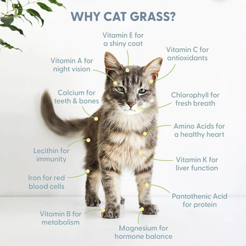 Cat standing with annotations highlighting health benefits of Organic Cat Grass Kit For Indoor Cats With Grow Bags, Seeds And Soil.