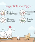 Infographic on benefits of Chicken Grit For Layer And Grower Chickens Ages 8 Weeks And Up, shows improvements in egg quality.