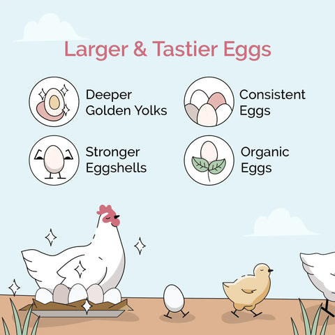 Infographic on benefits of Chicken Grit For Layer And Grower Chickens Ages 8 Weeks And Up, shows improvements in egg quality.