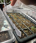 24 Cell Seed Starter Tray With Dome For Easy Seed Starting, 5 Pack 2 Inch Plug Trays Totaling 120 Cells, clear lid lifted