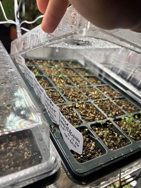 24 Cell Seed Starter Tray With Dome For Easy Seed Starting, 5 Pack 2 Inch Plug Trays Totaling 120 Cells, clear lid lifted