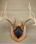 Antler Display Kit In Solid Cherry Wood For Whitetail And Mule Deer, Includes Hardware, Instructions, And Easy Assembly, Mounted On Wall