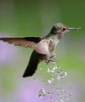 Hummingbird hovering over water droplets in nature with a green and purple blurred background
