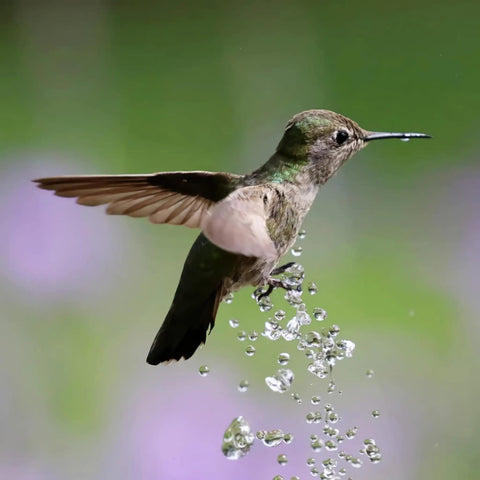 Hummingbird hovering over water droplets in nature with a green and purple blurred background