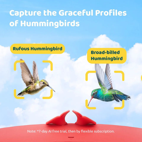 Smart Hummingbird Feeder With Camera And Solar Power, Live View And 1080P Video, Rufous and Broad-billed Hummingbirds feeding.
