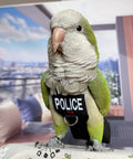 Parrot wearing a Parrot Harness Flight Suit With Leash For Outdoor Training Fleece Bird Vest adorned with police patch.