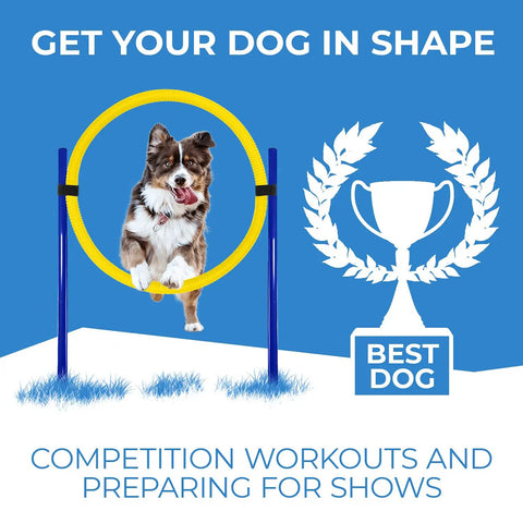 Dog Agility Set With Hoop Jump Weave Poles And Pause Box featuring a dog jumping through a yellow hoop, blue background with trophy illustration.