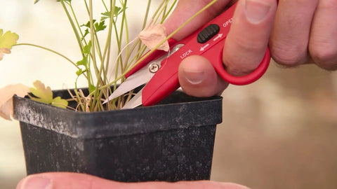 Hydroponic Finger Micro Snips With Precision Micro Tip Blades trimming herbs in a pot, close-up on tool's red handle and blades.