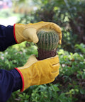 Person wearing Tough Cowhide Leather Work Gloves With Flex Grip For Wood Cutting, Construction, Driving, And Gardening For Men And Women, Breathable Sweat Wicking Palm, Durable Outdoor Gloves, Large Gold 1 Pair, holding a cactus plant.