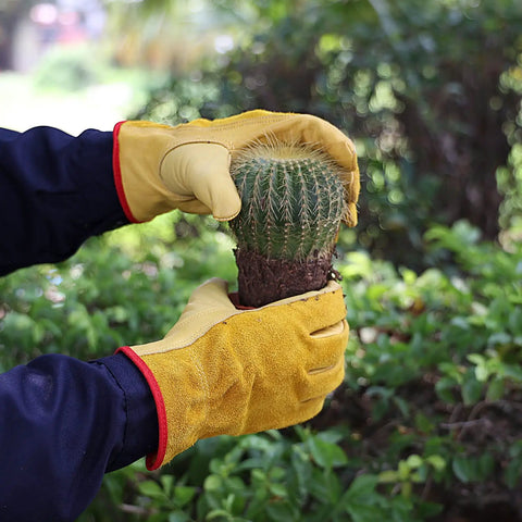 Person wearing Tough Cowhide Leather Work Gloves With Flex Grip For Wood Cutting, Construction, Driving, And Gardening For Men And Women, Breathable Sweat Wicking Palm, Durable Outdoor Gloves, Large Gold 1 Pair, holding a cactus plant.