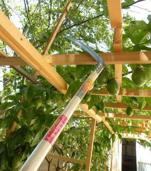 Long-handled tool reaching through trellis with fruit, showcasing Heavy Duty Pick Mattock For Tough Soil With Extra Thick Forged Steel, Ergonomic Hand Tool For Easy Cultivating And Weeding, 22.85 Inch Overall Length, 2.25 Inch Blade, Ideal Digging Tool For Gardens And Landscapes.