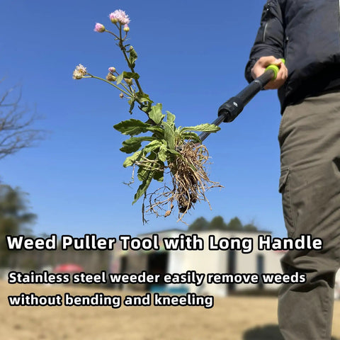 Weed Puller Tool With 48 Inch Long Handle And Soft Foam Grip uprooting a weed, close-up view of V-shaped forks and grip