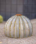 Golden Barrel Cactus Torch Outdoor Yard Art In Weatherproof Steel Large 18 Inch Wide By 13 Inch High Lawn Decor That Burns For 4 To 6 Hours Southwestern Desert Tiki Light For Backyard Vibes on sand