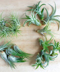 4 Inch Tillandsia Ionantha Air Plants Set Of 3 Assorted Large Air Plants For No-Fuss, Easy-Care Indoor Air Purifying Decor That Brings Fresh Color To Your Home Or Garden Space. Three assorted green air plants on wood