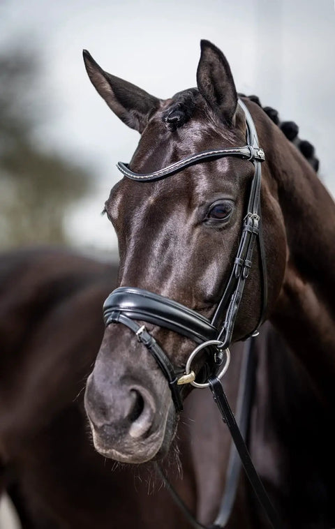 Kudos Classic Dressage Bridle in black full size with detachable clincher browband on horse, showing cushioned crank noseband detail