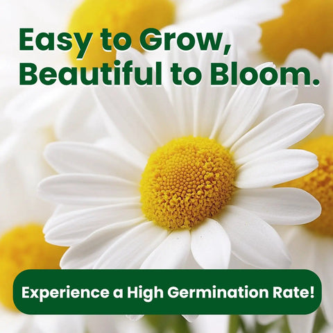 German Chamomile Seeds Pack With About 2300 Perennial Seeds For Your Home Garden Easy To Grow High Germination No Fuss Indoor Or Outdoor Planting Perfect For Your Dope Herb Garden