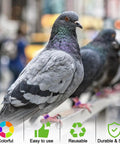 Pigeon wearing 8 mm numbered leg band from Super Handy Eighty Pack Of Eight Millimeter Numbered Leg Bands In Eight Vibrant Colors.