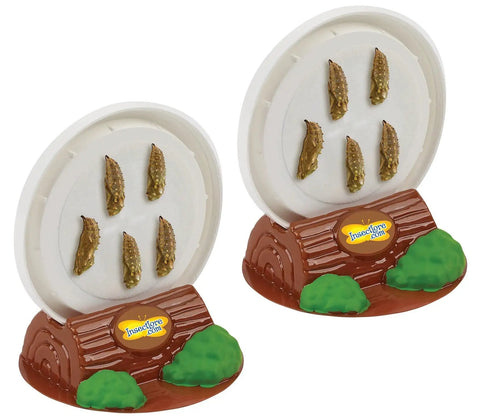 Two Cups Of Live Painted Lady Caterpillars Refill Kit With 10 Caterpillars And Food Plus Bonus Butterfly Life Cycle Figurines