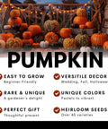 Rainbow Pumpkin Patch Seeding Kit With 20 Mixed Seeds for indoor outdoor garden, showcasing assorted pumpkins and decorations.